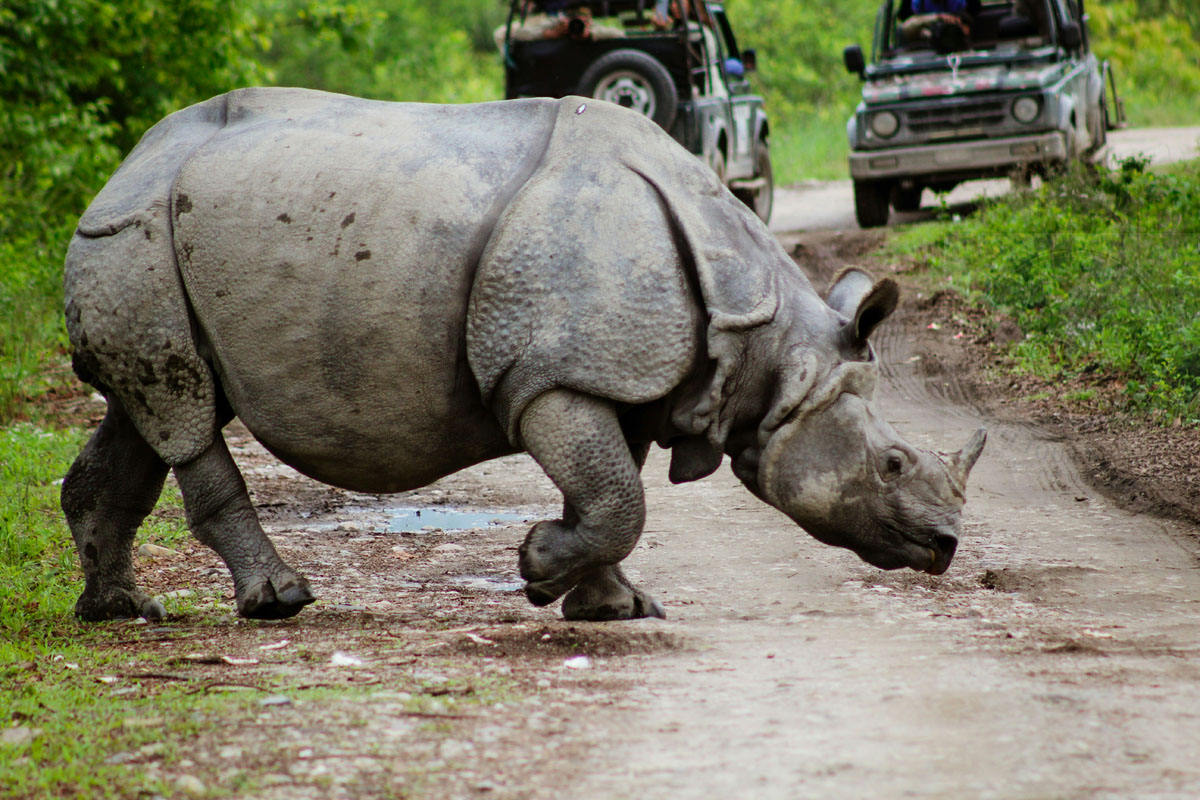 Kaziranga Tour by Meghali Tour and Travels